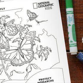 An image of a Nat Geo Kids coloring page featuring monarch butterflies, in celebration of the premiere of Disney+’s A Real Bug’s Life season 2. On a wooden table are a stack of two black and white coloring pages on the left and an assortment of coloring utensils to the right, including five markers and one crayon. Only the top coloring page is visible and features the text “Monarch Butterfly” and the National Geographic Kids logo at the top, as well as the text “Protect Monarchs” at the bottom. The coloring page depicts a line drawing of three monarch butterflies in different stages of flight and two butterflies resting on a long-stemmed plant.
