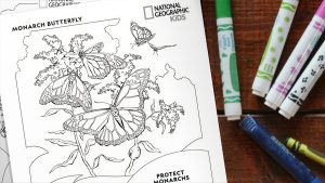 An image of a Nat Geo Kids coloring page featuring monarch butterflies, in celebration of the premiere of Disney+’s A Real Bug’s Life season 2. On a wooden table are a stack of two black and white coloring pages on the left and an assortment of coloring utensils to the right, including five markers and one crayon. Only the top coloring page is visible and features the text “Monarch Butterfly” and the National Geographic Kids logo at the top, as well as the text “Protect Monarchs” at the bottom. The coloring page depicts a line drawing of three monarch butterflies in different stages of flight and two butterflies resting on a long-stemmed plant.