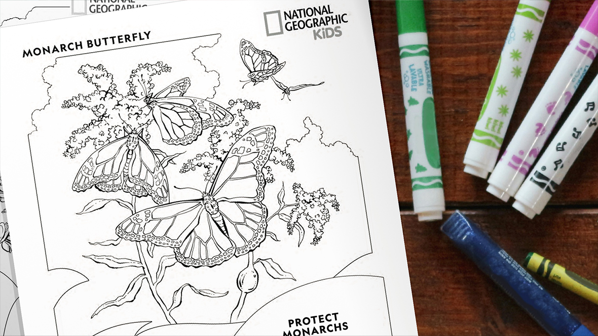 An image of a Nat Geo Kids coloring page featuring monarch butterflies, in celebration of the premiere of Disney+’s A Real Bug’s Life season 2. On a wooden table are a stack of two black and white coloring pages on the left and an assortment of coloring utensils to the right, including five markers and one crayon. Only the top coloring page is visible and features the text “Monarch Butterfly” and the National Geographic Kids logo at the top, as well as the text “Protect Monarchs” at the bottom. The coloring page depicts a line drawing of three monarch butterflies in different stages of flight and two butterflies resting on a long-stemmed plant.