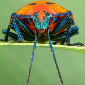 In an image from Disney+’s A Real Bug’s Life, an extreme close-up of a bright orange and blue beetle—known as a hibiscus harlequin bug—is seen as it rests on a green leaf in front of a green background. The beetle has six legs and is looking directly at the camera. Its two long blue antennae drape down in front of the leaf where it sits.