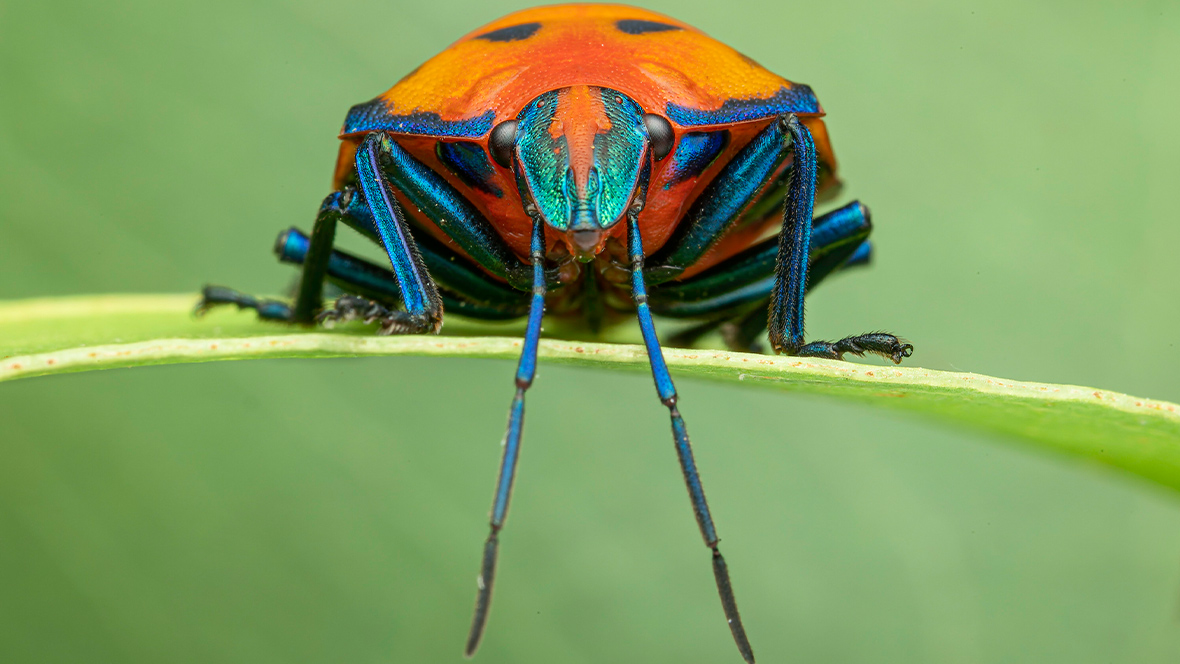 In an image from Disney+’s A Real Bug’s Life, an extreme close-up of a bright orange and blue beetle—known as a hibiscus harlequin bug—is seen as it rests on a green leaf in front of a green background. The beetle has six legs and is looking directly at the camera. Its two long blue antennae drape down in front of the leaf where it sits.