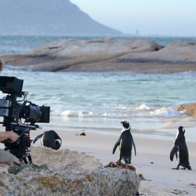 A white sandy beach with calm light blue waves rolling in. Large rock formations are seen in the surf and in the foreground. Clumps of brown seaweed are scattered throughout the beach. On the left, a cameraman in a blue collared shirt and khaki shorts kneels barefoot in the sand facing away from the viewer towards a group of four African penguins. The cameraman is looking into a large video camera on a tripod. The black and white penguins appear to be about one foot tall; three of the four are preening their feathers, and one penguin looks directly at the man’s camera.