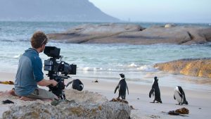 A white sandy beach with calm light blue waves rolling in. Large rock formations are seen in the surf and in the foreground. Clumps of brown seaweed are scattered throughout the beach. On the left, a cameraman in a blue collared shirt and khaki shorts kneels barefoot in the sand facing away from the viewer towards a group of four African penguins. The cameraman is looking into a large video camera on a tripod. The black and white penguins appear to be about one foot tall; three of the four are preening their feathers, and one penguin looks directly at the man’s camera.