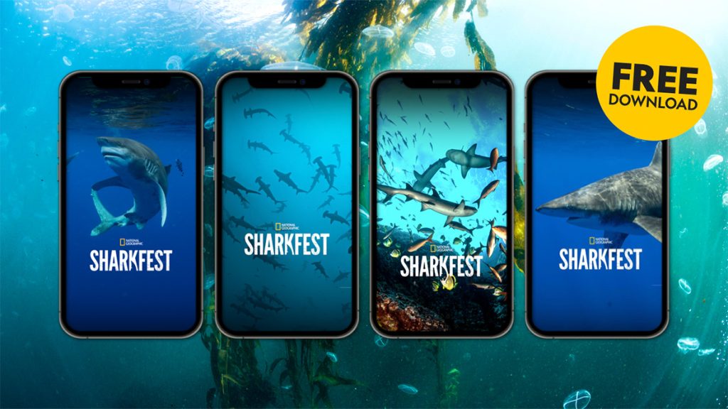 Dive Into SharkFest with These Jaw-some Phone Wallpapers!