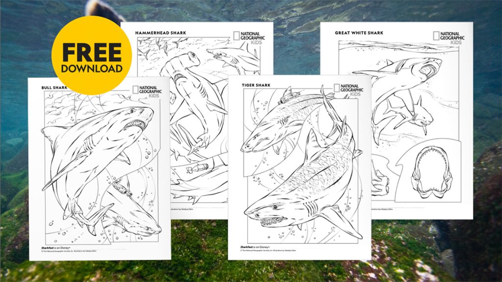 Sink Your Teeth Into These Fin-tastic Shark Coloring Pages!
