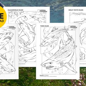 Four single black and white coloring pages featuring line drawings of different types of sharks. From left to right: Bull shark, hammerhead shark, tiger shark, and great white shark. The coloring pages have the National Geographic Kids logo in the upper right corner and sit in front of an underwater background photo with mossy rocks below the water’s surface. A yellow circle in the upper left corner of the image says “FREE DOWNLOAD”.