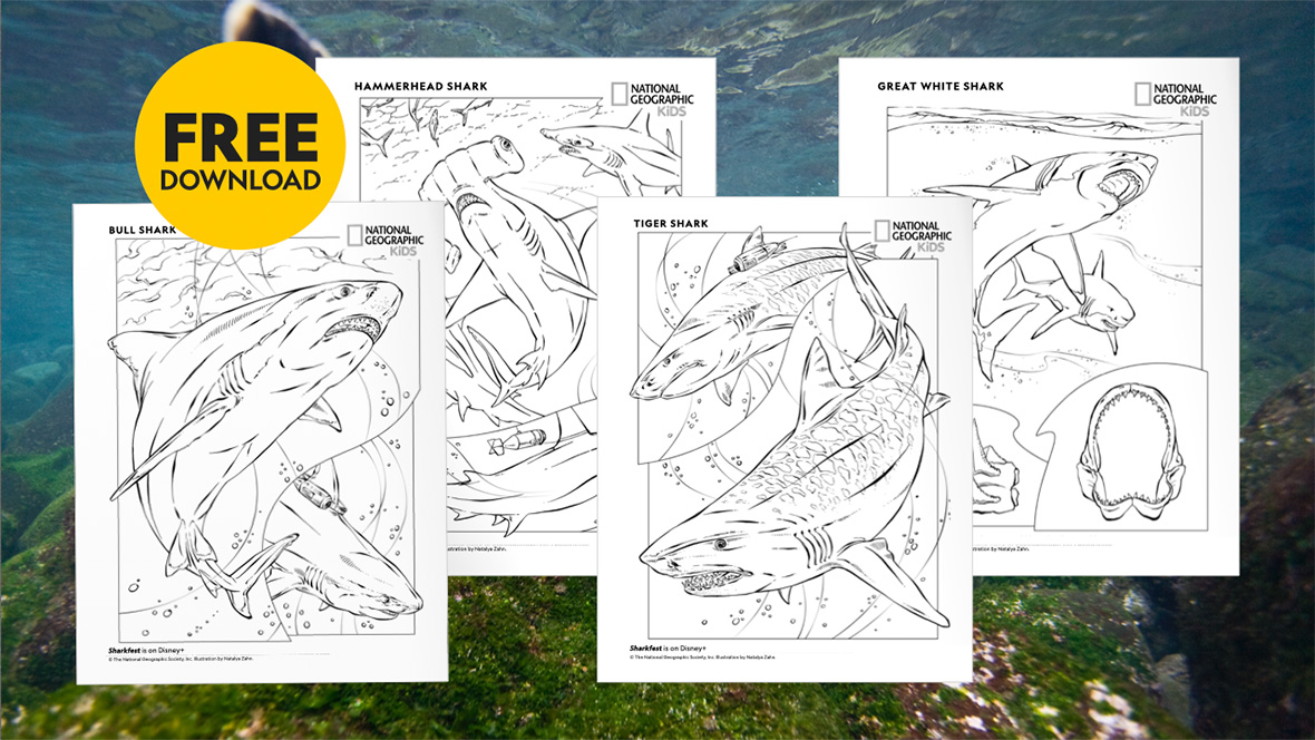 Four single black and white coloring pages featuring line drawings of different types of sharks. From left to right: Bull shark, hammerhead shark, tiger shark, and great white shark. The coloring pages have the National Geographic Kids logo in the upper right corner and sit in front of an underwater background photo with mossy rocks below the water’s surface. A yellow circle in the upper left corner of the image says “FREE DOWNLOAD”.