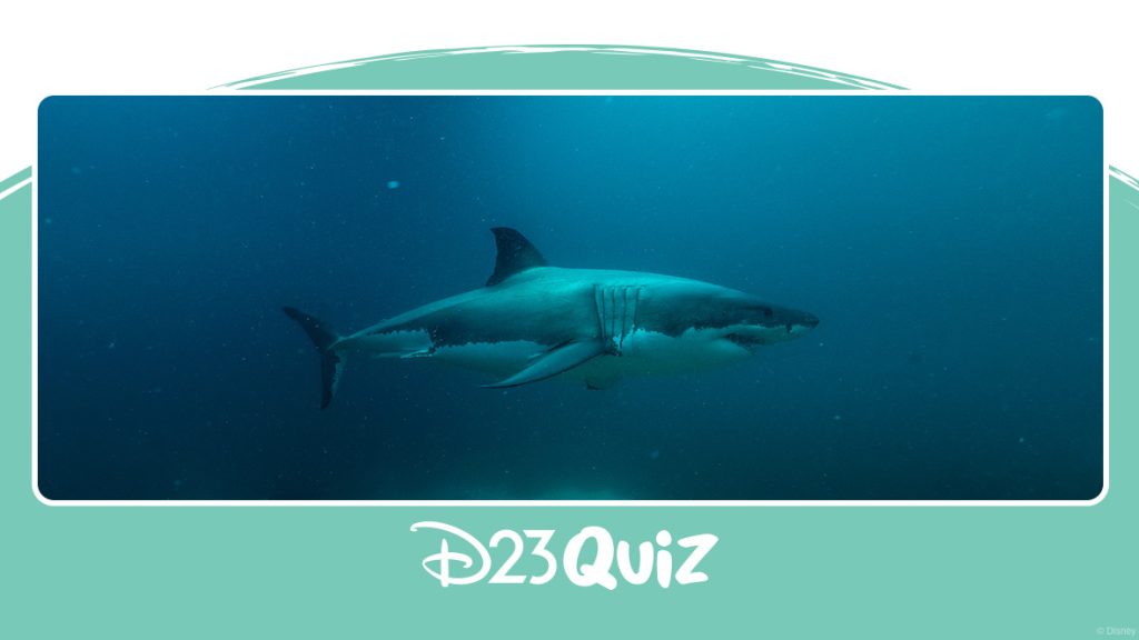 QUIZ: How Well Do You Actually Know Sharks?