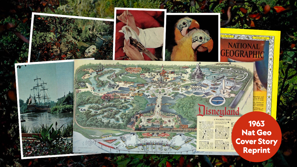 A collage of photos showcases the interior of the 1963 edition of National Geographic covering The Magical Worlds of Walt Disney. The photos include a couple of parrots from The Enchanted Tiki Room, an imagineer painting a mechanical bird, and the Mark Twain Riverboat sailing. Front and center is a double page spread of a Walking Tour map of Disneyland. A small red circle with white text reads: 1963 Nat Geo Cover Story Reprint. Behind the map is the front cover of the issue.