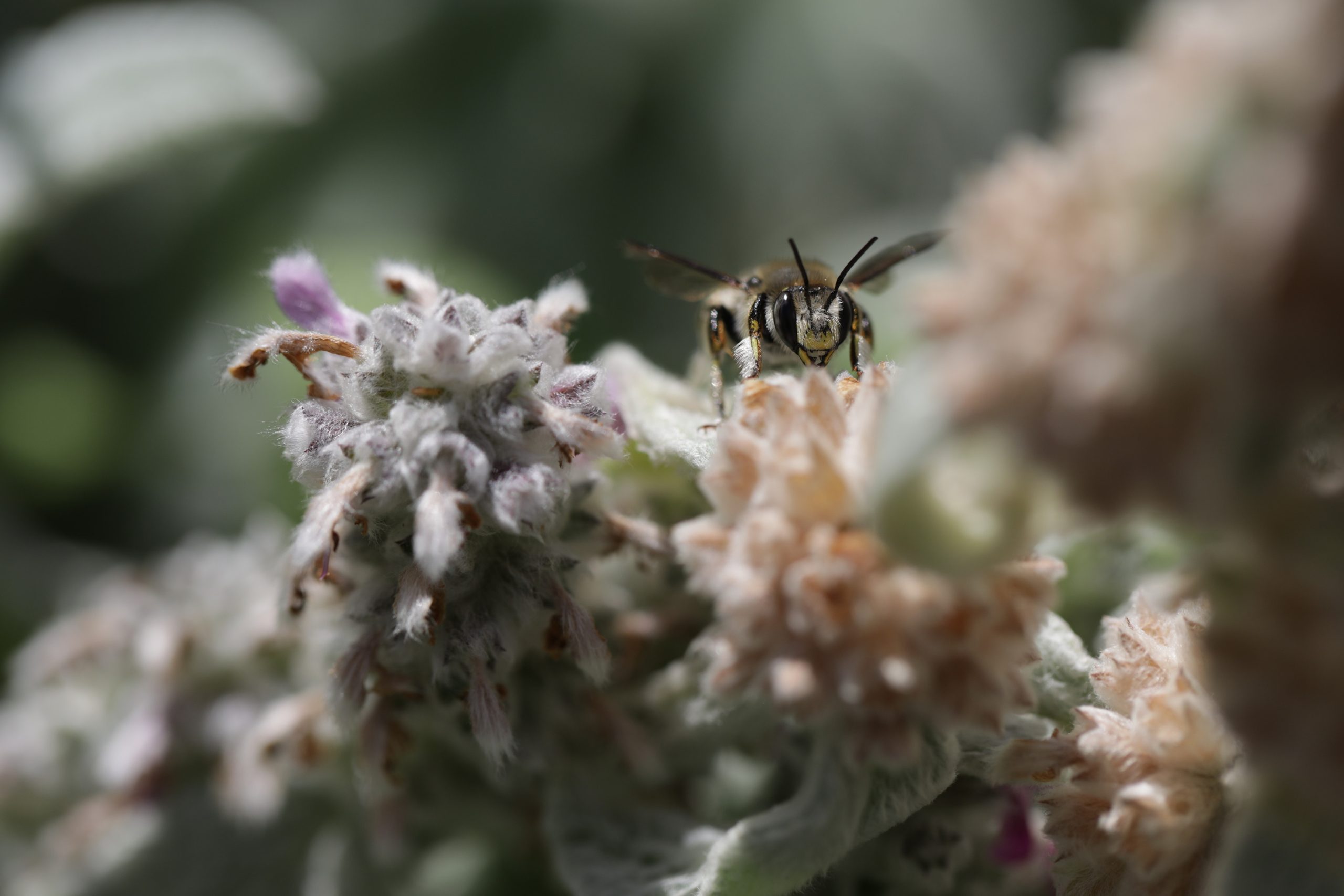 A close-up image of a bee resting on a cluster of small flowers, from the Nat Geo series Secrets of the Bees.