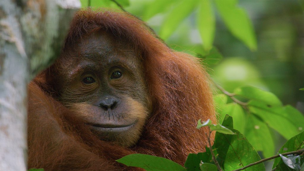 5 Fun Facts (and Inside Scoop) About Disneynature&rsquo;s Orangutan