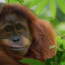 5 Fun Facts (and Inside Scoop) About Disneynature&rsquo;s Orangutan