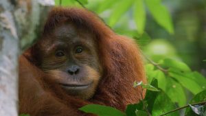 An image from Disneynature&rsquo;s Orangutan, coming to Disney+ on Earth Day, April 22, 2026.