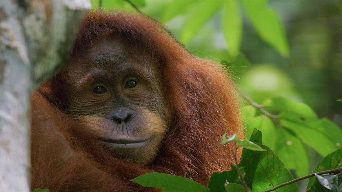An image from Disneynature&rsquo;s Orangutan, coming to Disney+ on Earth Day, April 22, 2026.