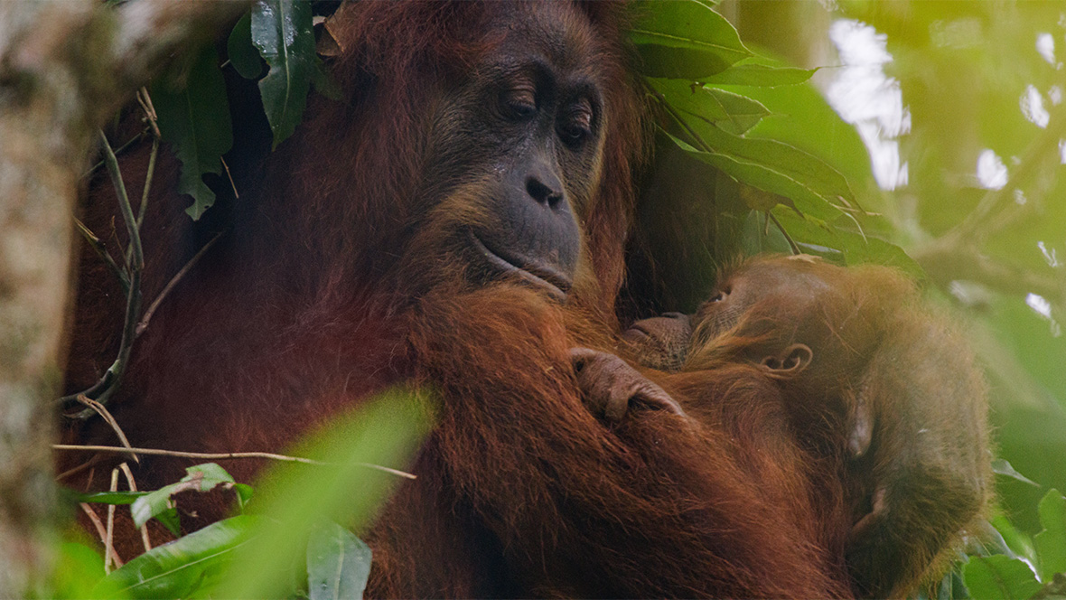 An image from Disneynature’s Orangutan, coming to Disney+ on Earth Day, April 22, 2026.