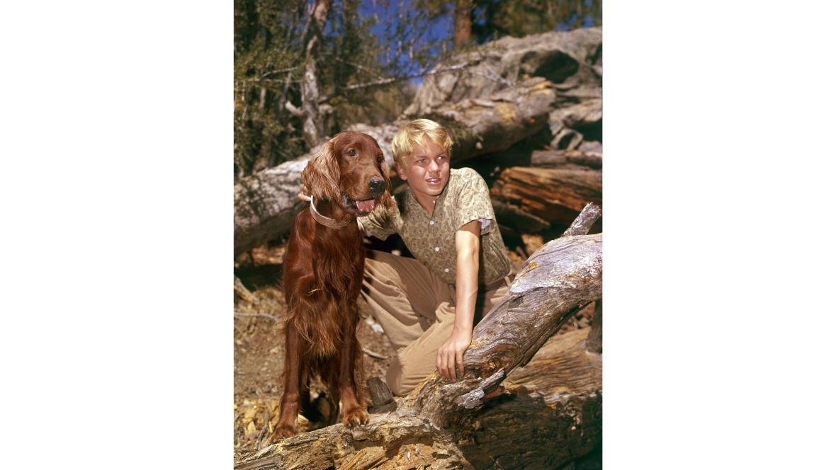 A promotional image for the 1962 Disney film Big Red, starring Gilles Payant.