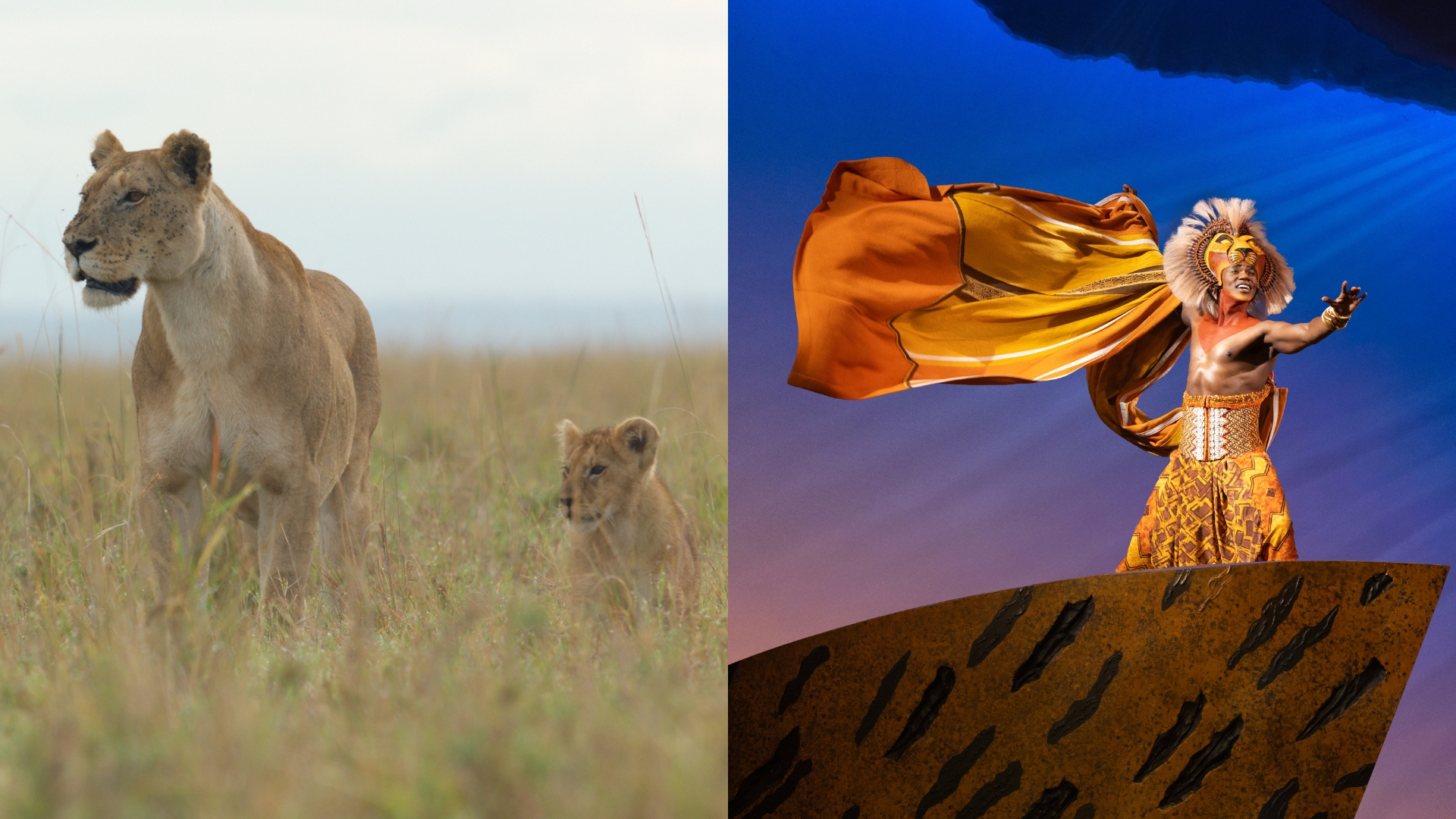 On the left, in an image from National Geographic&rsquo;s LION, lions Summer and Kio move cautiously through the grassland, alert to their surroundings. On the right, an image of Mduduzi Madela as Simba in the Broadway production of Disney Theatrical Group&rsquo;s The Lion King.