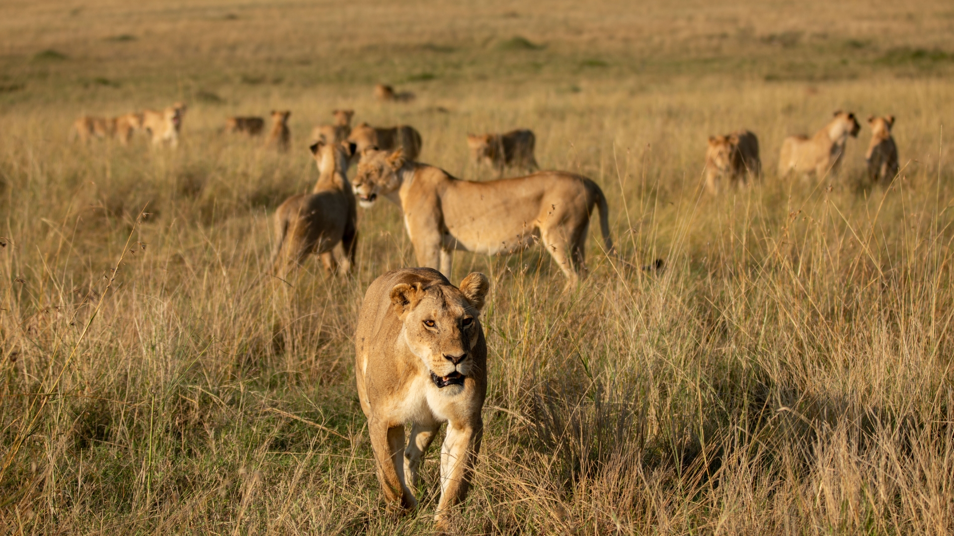 In an image from National Geographic’s LION, members of Summer’s Pride stand scattered across the grassland.