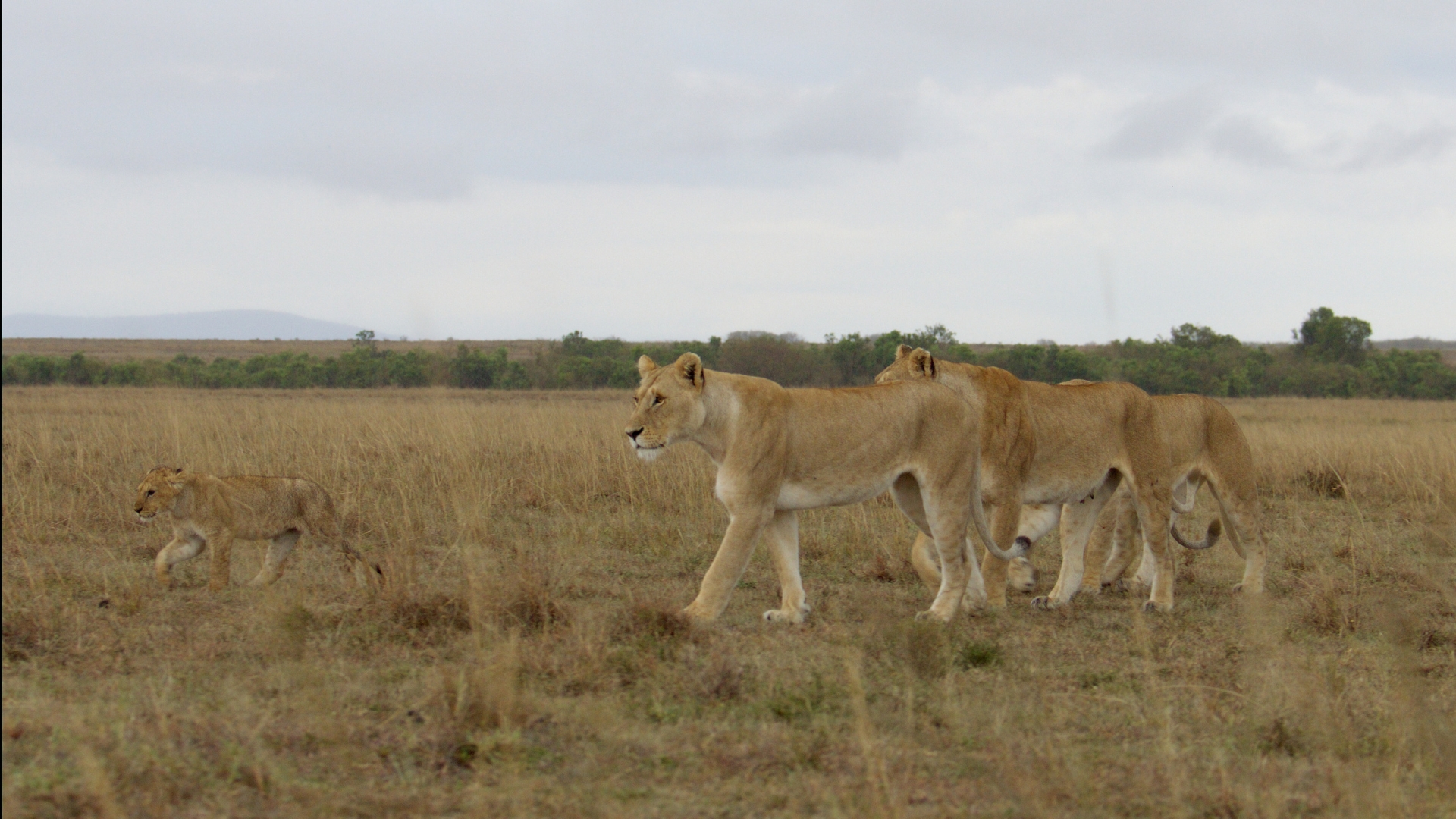 In an image from National Geographic’s LION, lion cub Kio walks in front of three lionesses, growing more confident as he keeps pace with them.