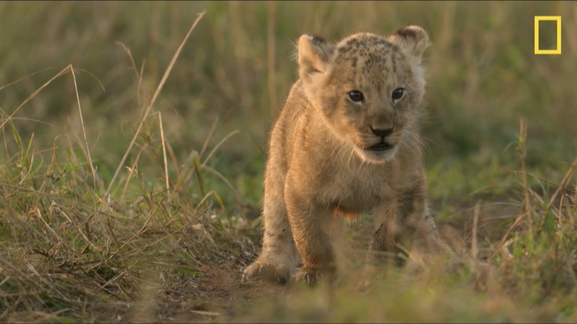 A lion cub walks through tall grass in a National Geographic wildlife scene.